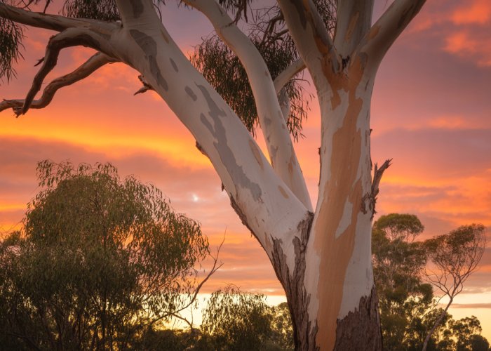 Eucalyptus tree silhouette against a fiery sunset in the Australian outback.