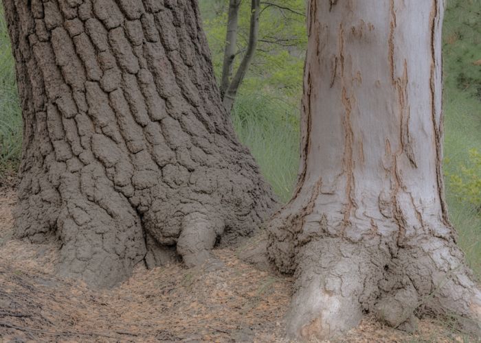 Two tree trunks, one emphasizing girth and the other emphasizing width, demonstrating different growth patterns in trees.