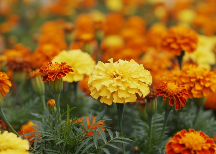 Close-up of bright orange and yellow marigold flowers blooming naturally without trimming, showcasing their vibrant beauty.