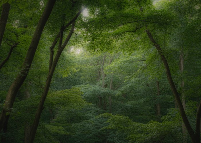 Dense cluster of trees in a forest, sunlight filtering through the canopy.
