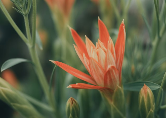 Close-up of a petal on a healthy plant, illustrating its role in plant function and growth.